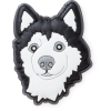 Husky Dog